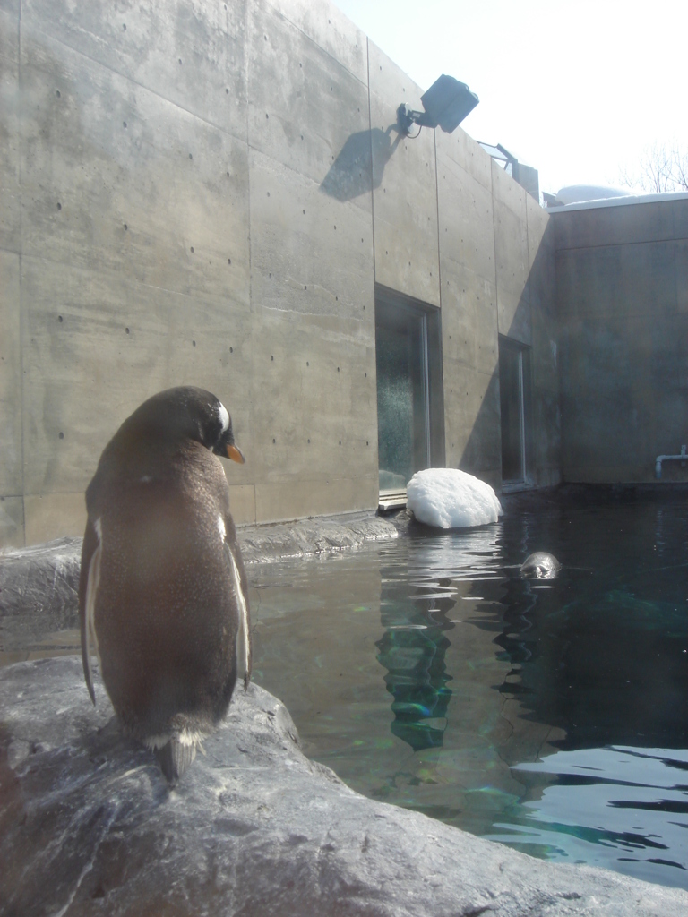 penguin