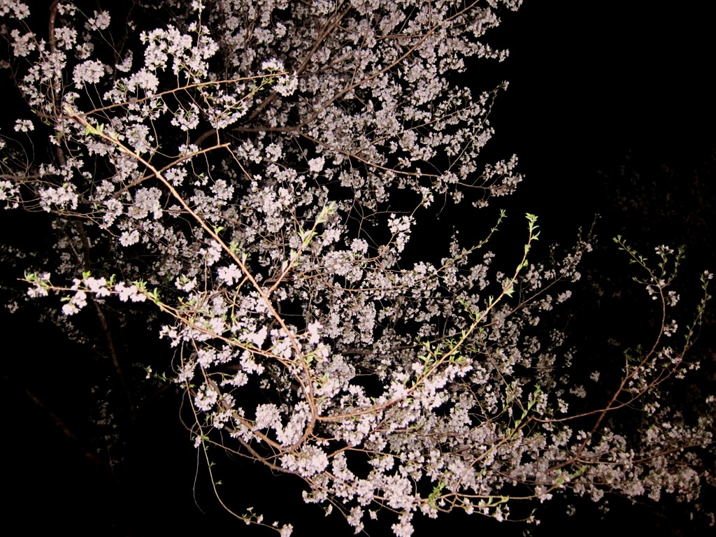 夜桜