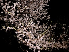 夜桜