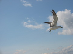 海鳥