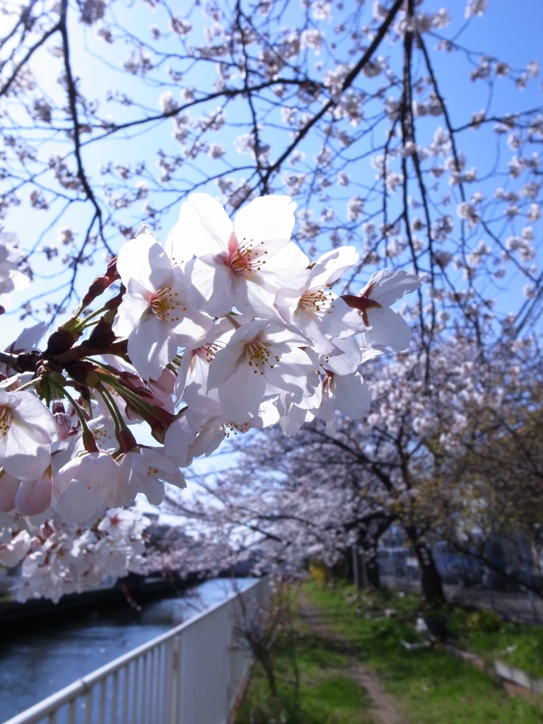 桜晴れ