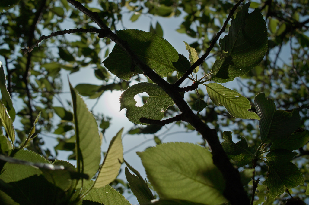 春、うまし。