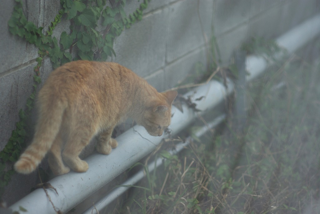 秋の風よ・・