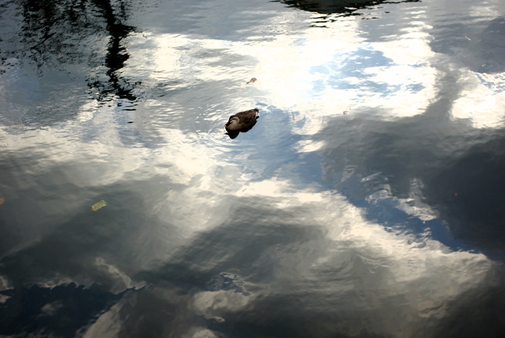  flies in a river