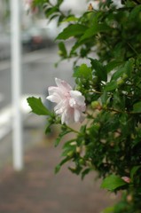 IMGP0880