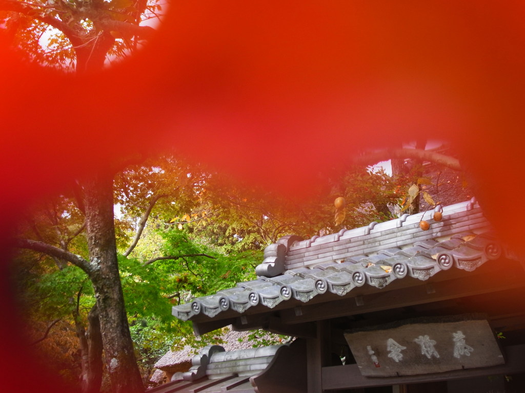 落ち葉越しに見る嵯峨野 落柿舎