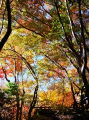 嵯峨野 　 秋の陣