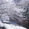 雪中行脚