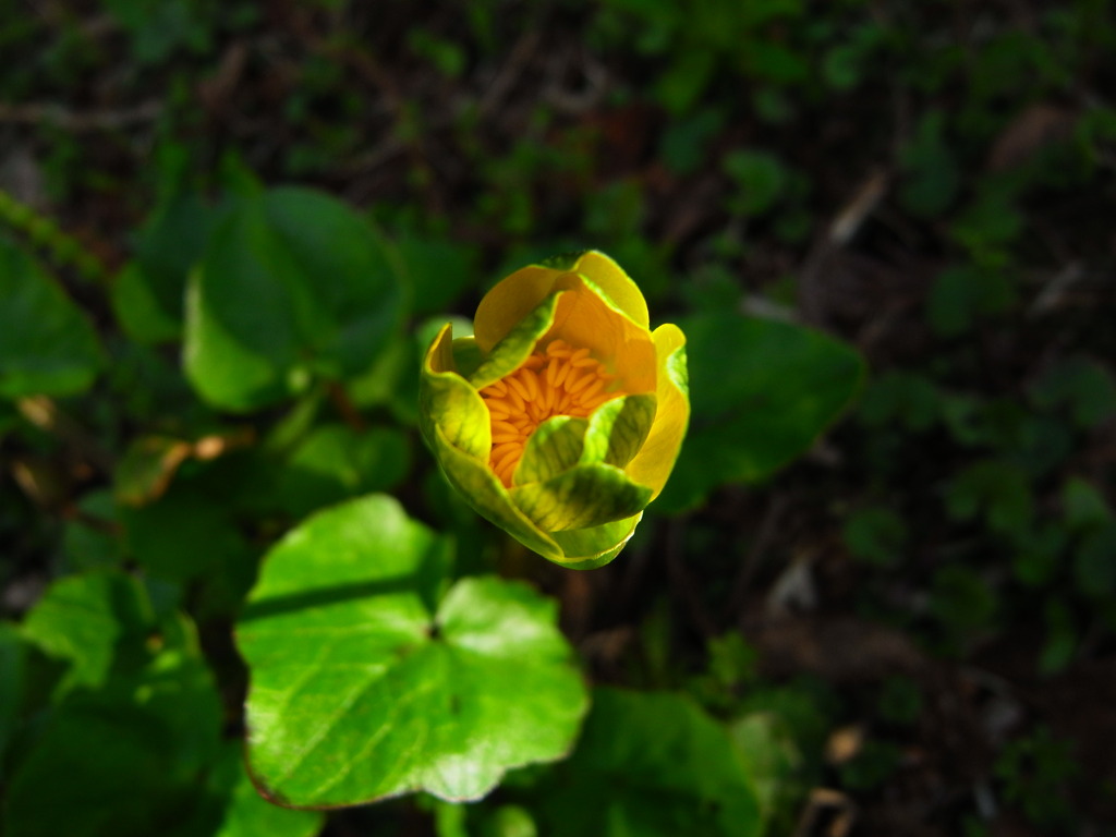 陽浴びる名も知らぬ花  Ⅰ　