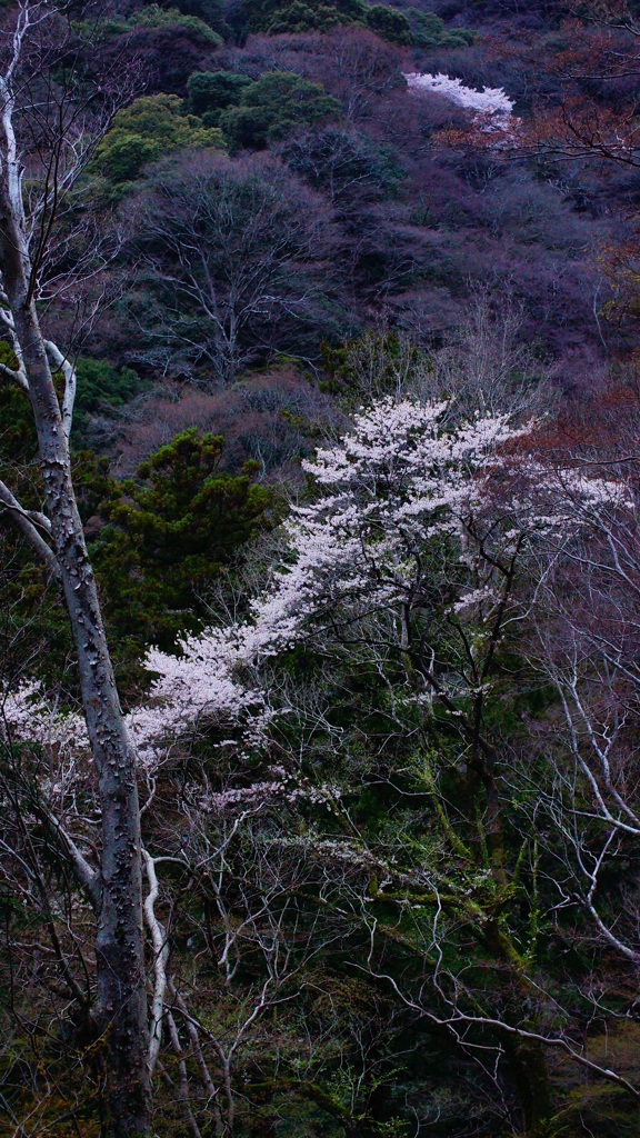 箕面の一本桜