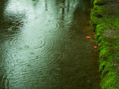 雨