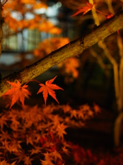 京都　冬支度