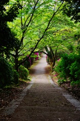 春から夏への小道 