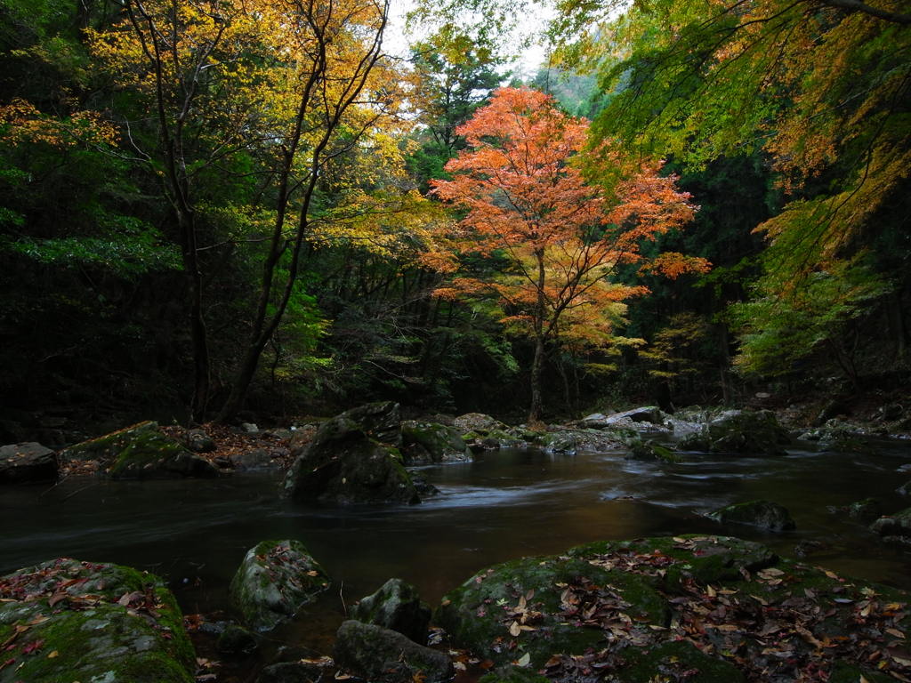 静かな山の紅葉