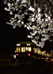 桜咲いた夜  (ｻｸﾗ ｻｲﾀﾖ)