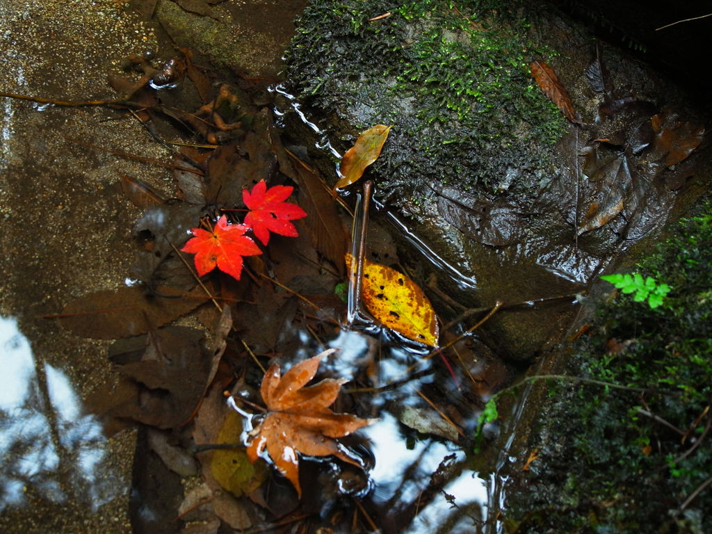 水辺の紅葉