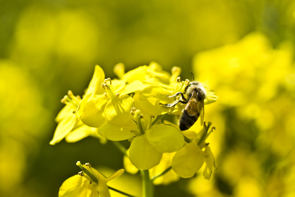 Honey Hunter