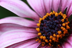Macro World 01