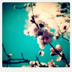 梅とか桜とかの区別がつかない