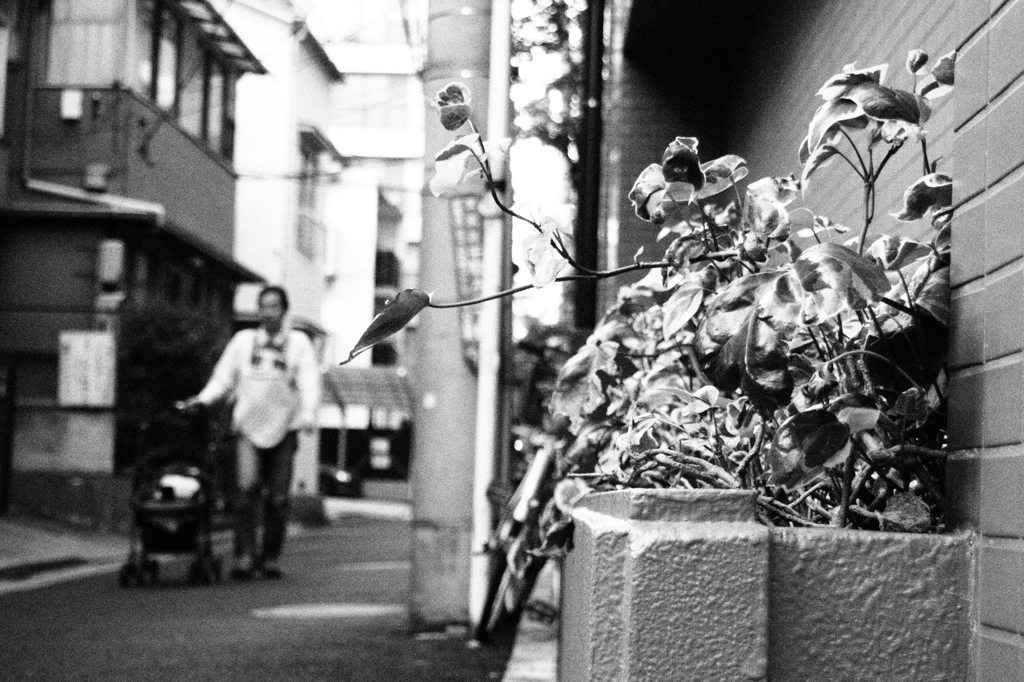 お散歩コースで