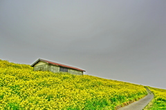 曇天の菜の花