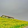 曇天の菜の花