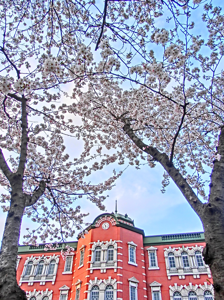 桜