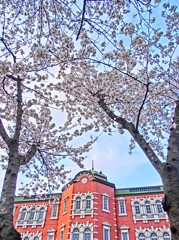 桜