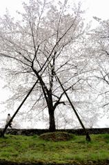 白つながり