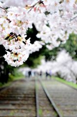 春の向こう
