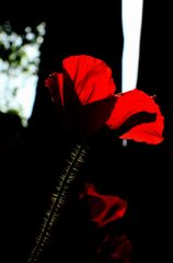 erotic flower