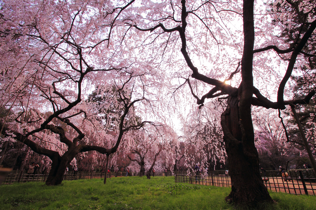 桜の森