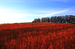 斜陽の赤麦