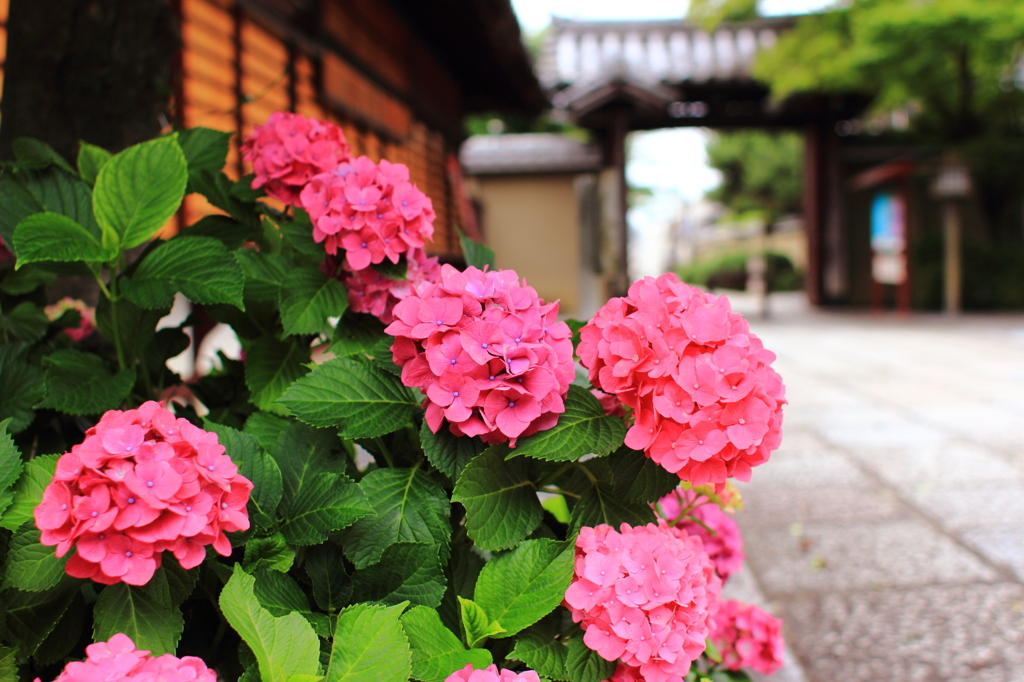 紫陽花の似合う三門