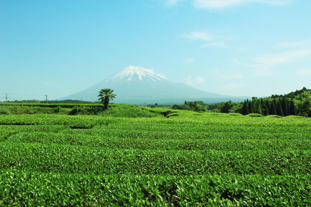 富士と茶畑