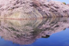 水映桜