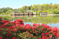 八条ヶ池と霧島つつじ