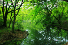 新緑の森