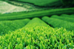 新茶の季節