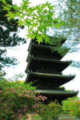 初夏の彩り