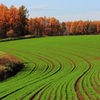 秋撒き小麦とカラマツ－2－