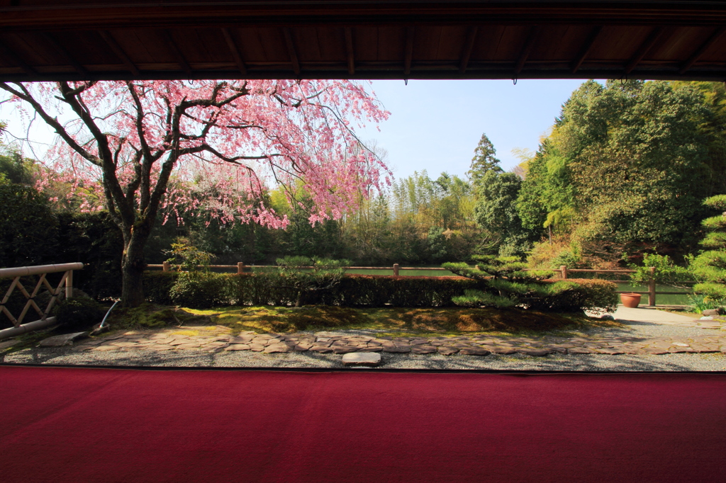 額縁の桜