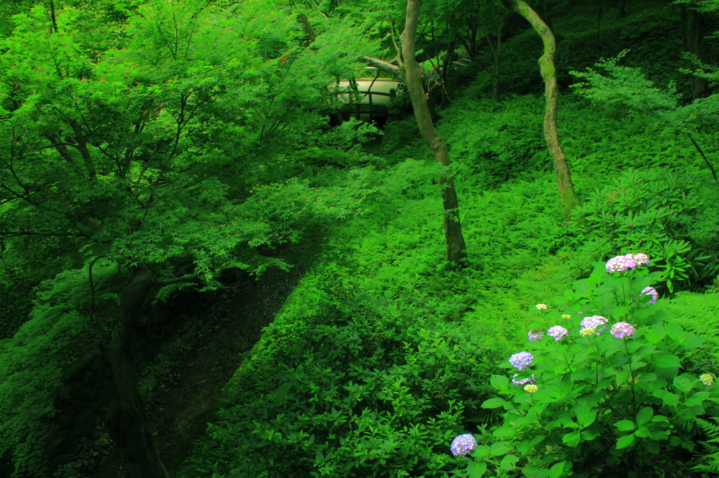 谷間の華