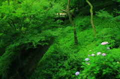 谷間の華
