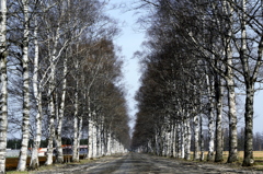 white birch road