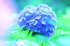 blue heart