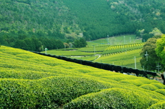 お茶の里