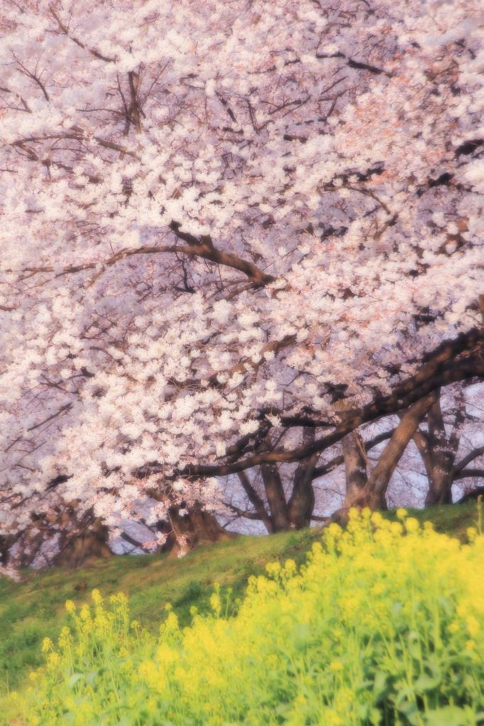 春の二重奏