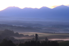 morning veil