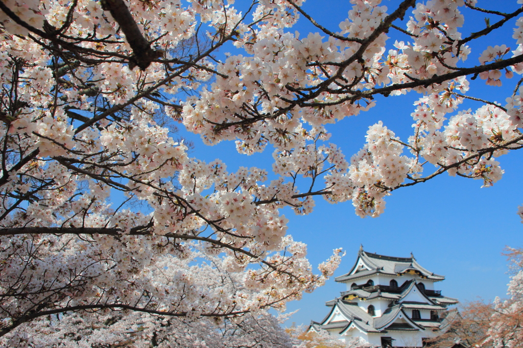 桜埋もれる天守